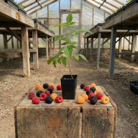 Latham Red, Raspberry Plants - 1 Plant image number null